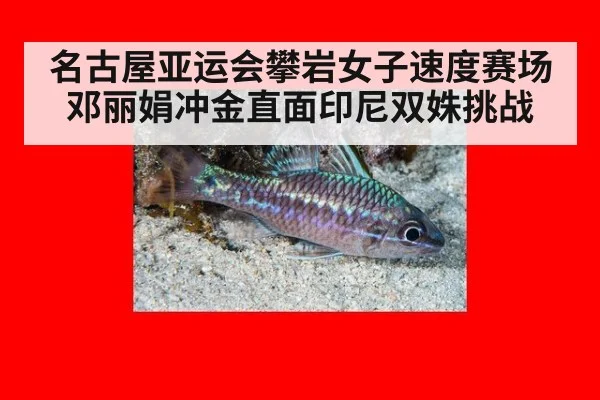 名古屋亚运会攀岩女子速度赛场 邓丽娟冲金直面印尼双姝挑战
